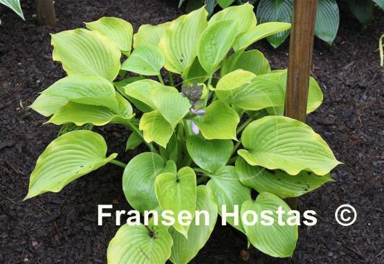 Hosta Halo